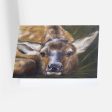 Elk Notecard Pack Online